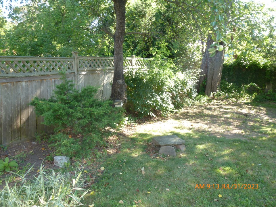 backyard 20230731 2