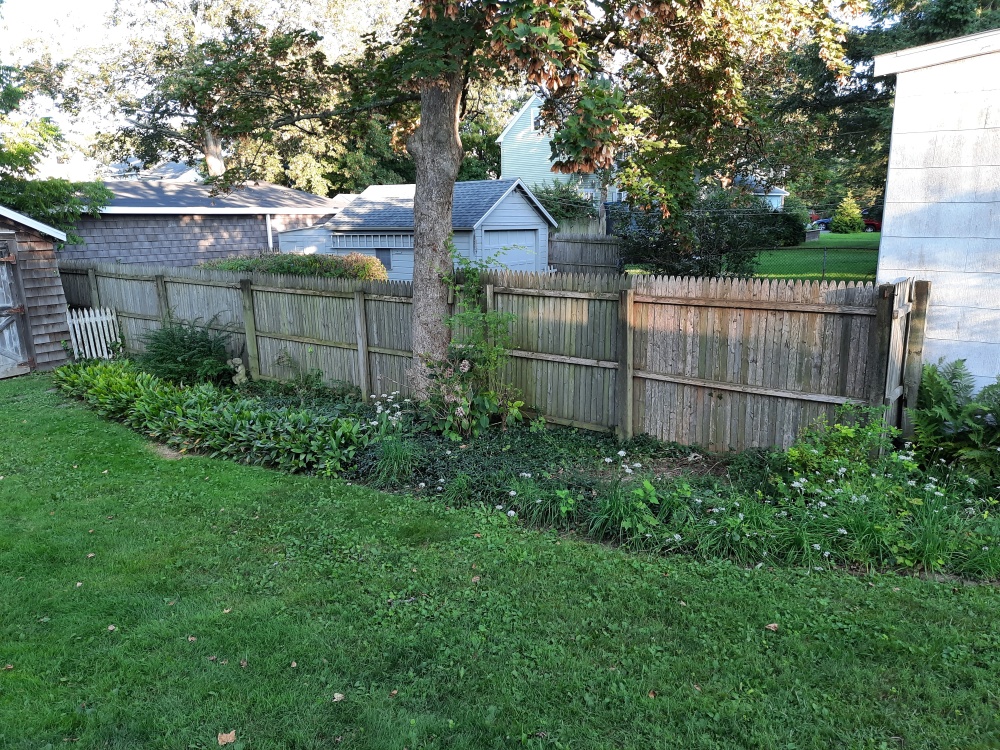 backyard 20230831 6